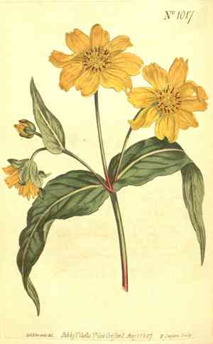 Sweetbushes (Bebbia)(Bebbia)