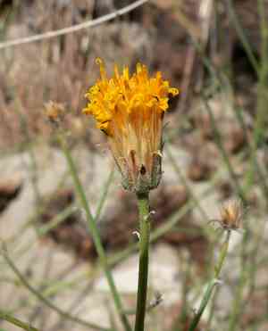 Sweetbushes (Bebbia)(Bebbia)