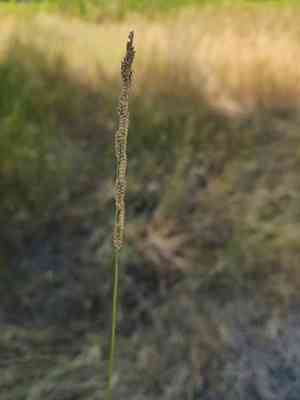 Beckman's grass(Beckmannia eruciformis)