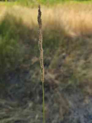 Beckman's grass(Beckmannia eruciformis)