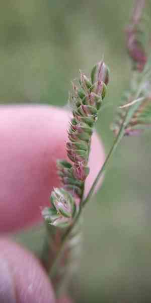 Beckman's grass(Beckmannia eruciformis)
