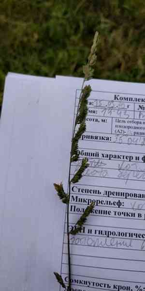 Beckman's grass(Beckmannia eruciformis)