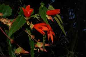 Bolivian begonia(Begonia boliviensis)