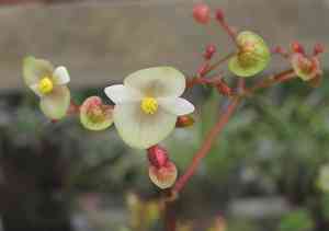 Iron Cross Begonia(Begonia masoniana)