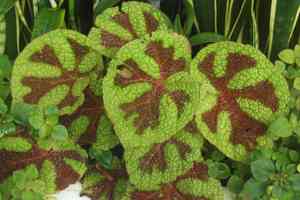 Iron Cross Begonia(Begonia masoniana)