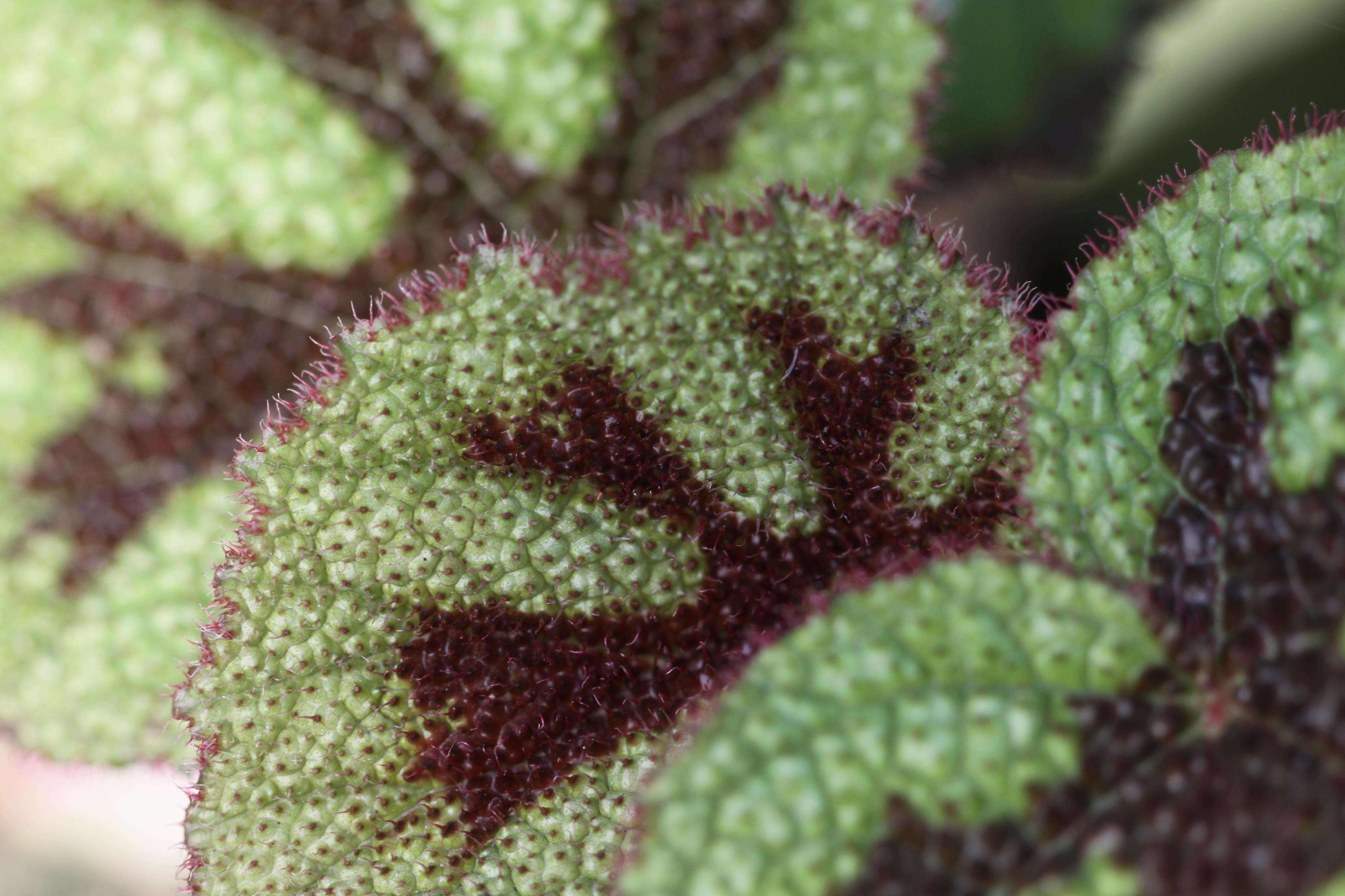 Iron Cross Begonia