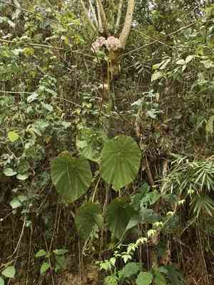 Lily-pad begonia(Begonia nelumbiifolia)