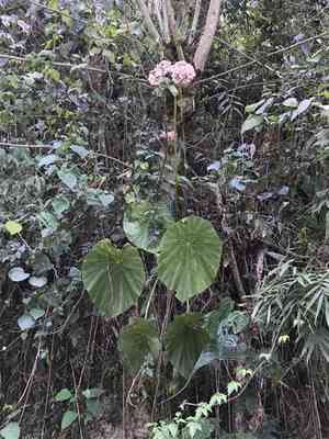Lily-pad begonia(Begonia nelumbiifolia)