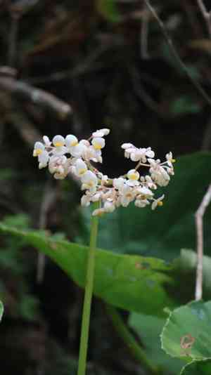 Lily-pad begonia(Begonia nelumbiifolia)