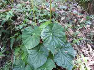 Lily-pad begonia(Begonia nelumbiifolia)