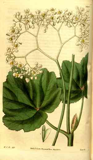Grape Leaf Begonia(Begonia reniformis)