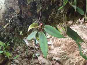 Begonias (Begonia)(Begonia)