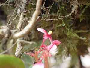 Begonias (Begonia)(Begonia)
