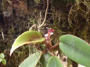 Begonias (Begonia)(Begonia)