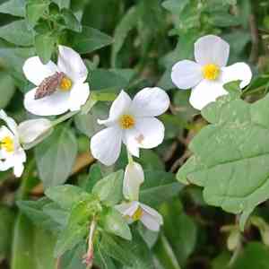 Begonias (Begonia)(Begonia)