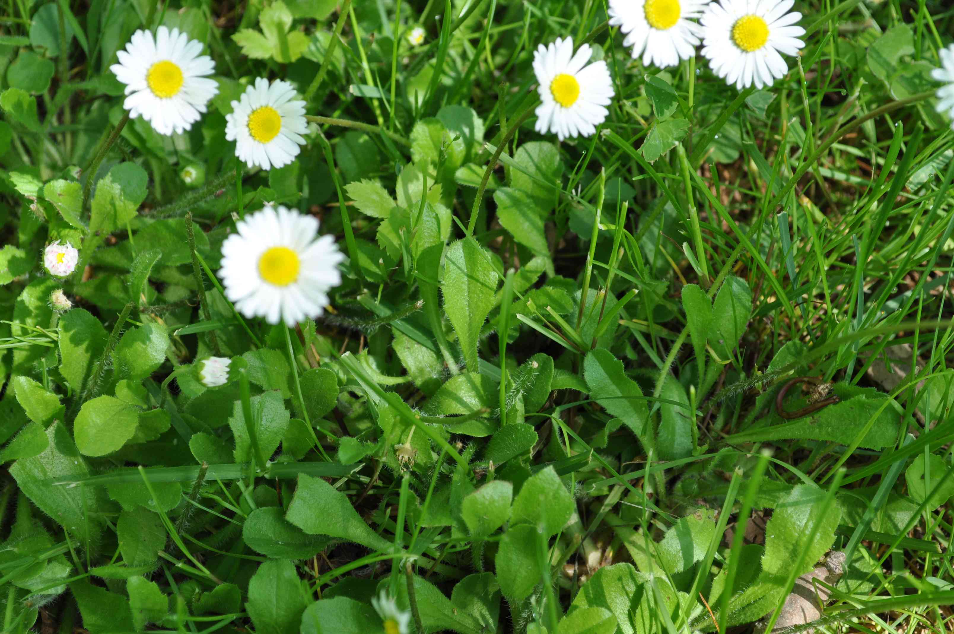Common daisy(Bellis perennis)