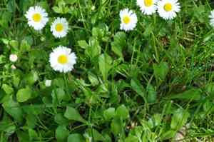 Common daisy(Bellis perennis)