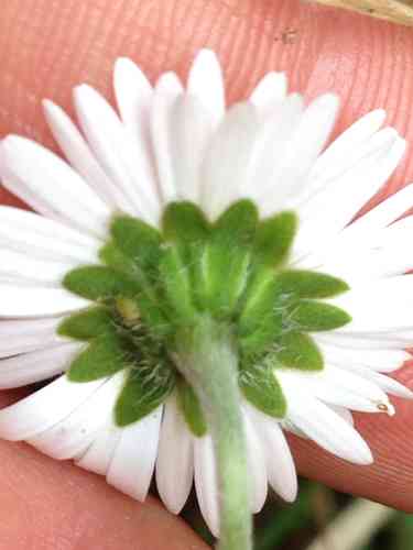 Common daisy(Bellis perennis)