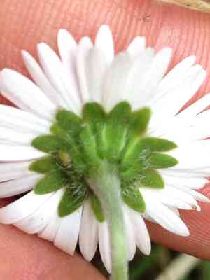Common daisy(Bellis perennis)