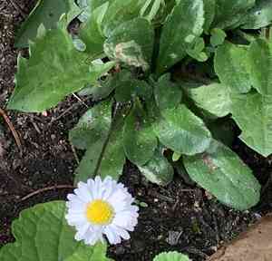 Common daisy(Bellis perennis)