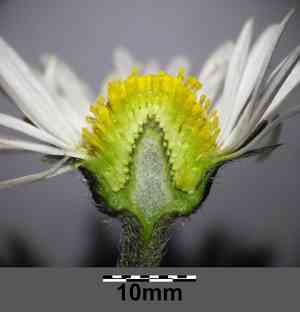 Common daisy(Bellis perennis)