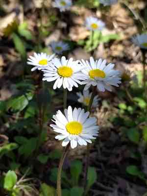 Bellis (Bellis)(Bellis)