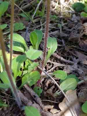 Bellis (Bellis)(Bellis)