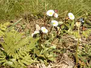Bellis (Bellis)(Bellis)