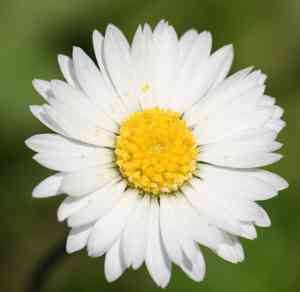 Bellis (Bellis)(Bellis)