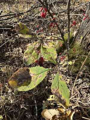 Amur barberry(Berberis amurensis)