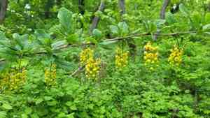 Amur barberry(Berberis amurensis)
