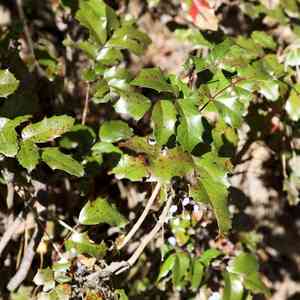 Oregon grape(Berberis aquifolium)