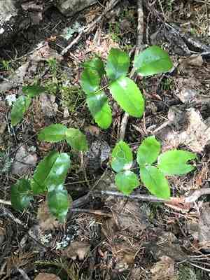 Oregon grape(Berberis aquifolium)