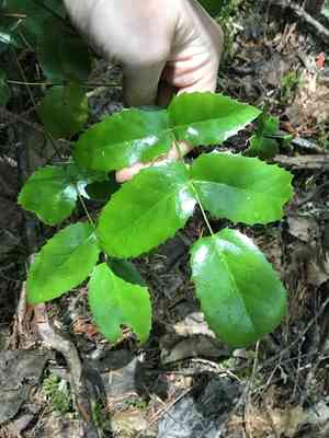 Oregon grape(Berberis aquifolium)