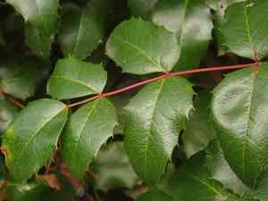 Oregon grape(Berberis aquifolium)