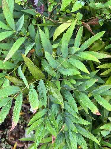 Chinese mahonia(Berberis fortunei)