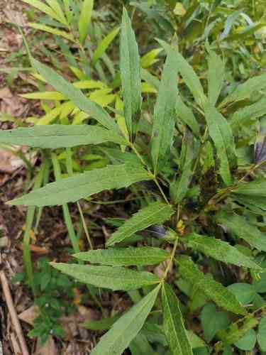Chinese mahonia(Berberis fortunei)
