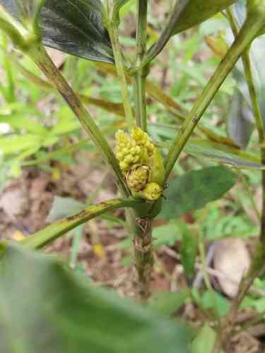 Chinese mahonia(Berberis fortunei)