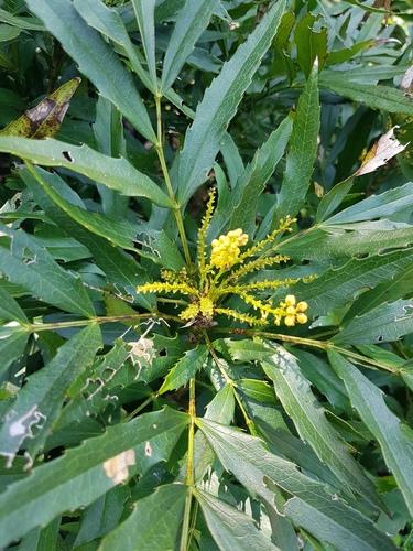 Chinese mahonia