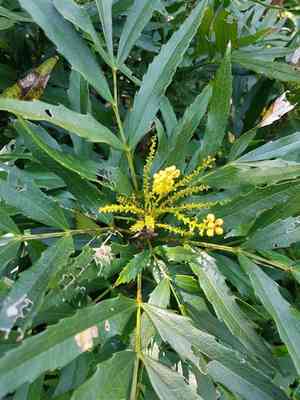 Chinese mahonia(Berberis fortunei)
