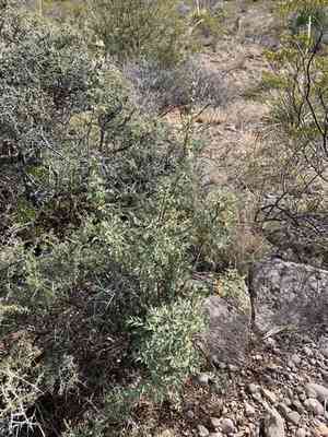 Red barberry(Berberis haematocarpa)