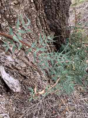 Red barberry(Berberis haematocarpa)