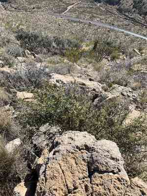 Red barberry(Berberis haematocarpa)
