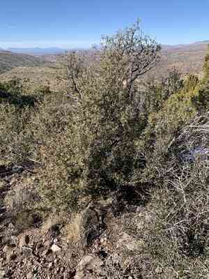 Red barberry(Berberis haematocarpa)