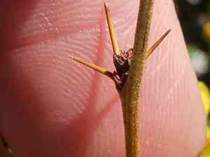 Wintergreen barberry(Berberis julianae)