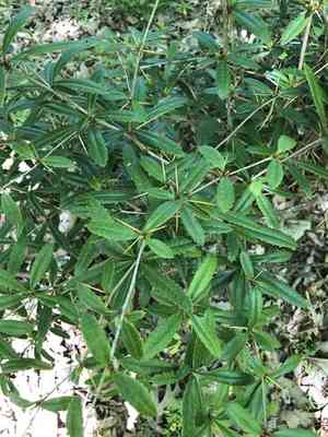 Wintergreen barberry(Berberis julianae)