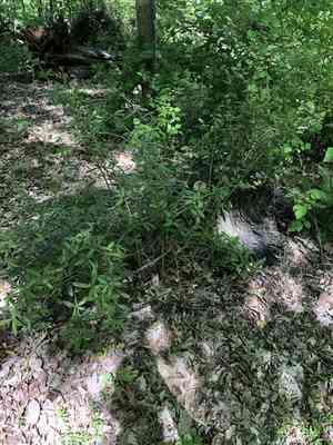 Wintergreen barberry(Berberis julianae)