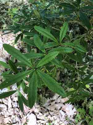 Wintergreen barberry(Berberis julianae)