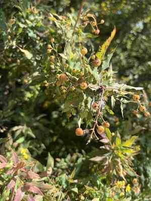 Nevin's barberry(Berberis nevinii)