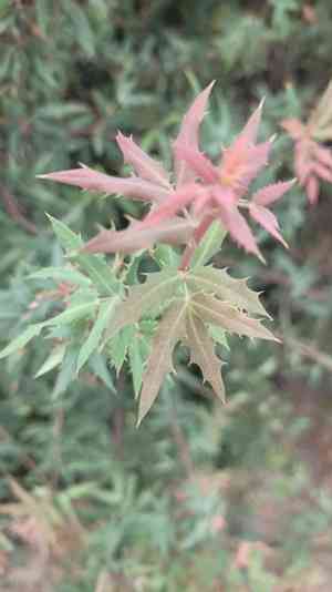 Nevin's barberry(Berberis nevinii)